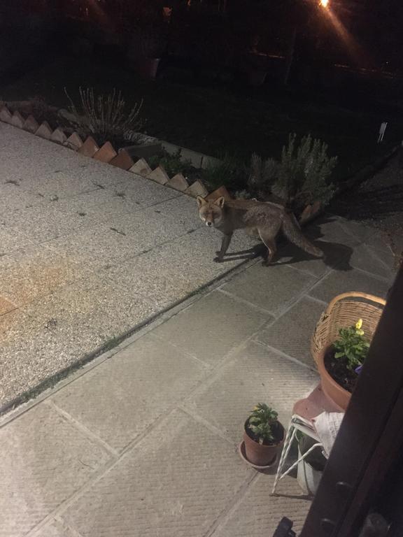 Casa Camporino Poppi Eksteriør billede